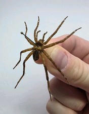 Real Handset Spider. Spread Specimen. Indonesia SP Entomology Collectible.