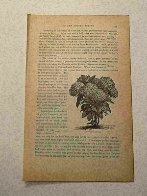 KP193) Hydrangea Macrophylla Otaksa Floral Plant Compact Shrub 1879 Engraving