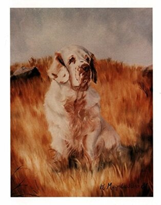 New Clumber Spaniel Pet Dog in Field Notecard Set -  12 Note Cards Ruth Maystead
