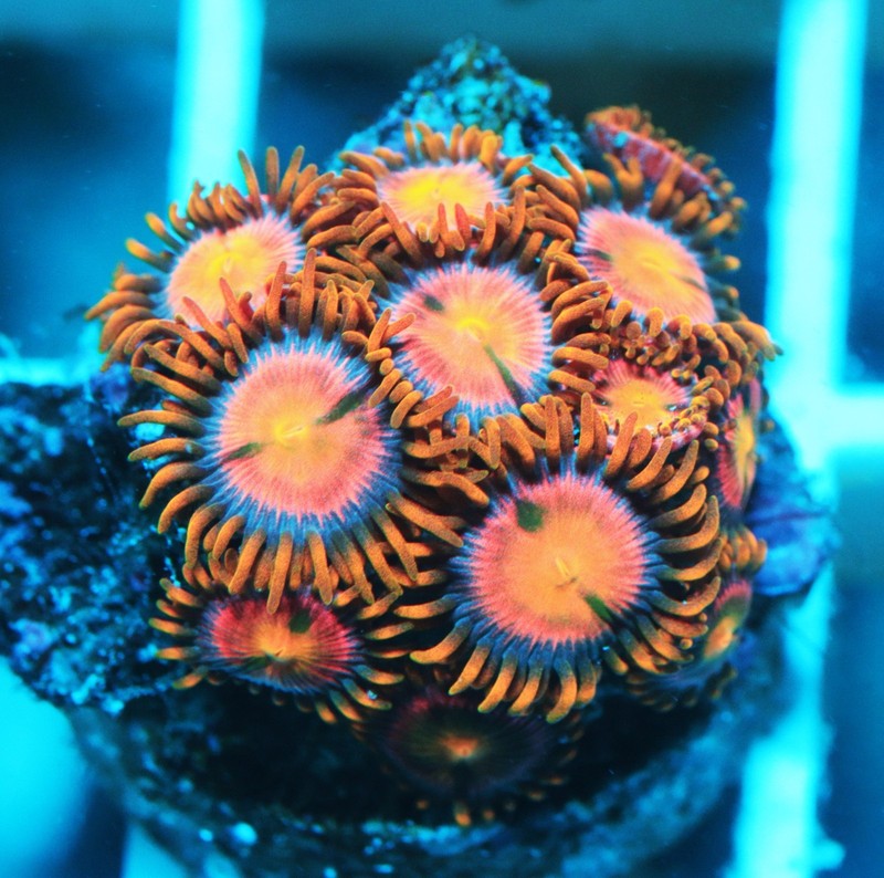 Pink Minefield Zoa Frag Zoanthids Zoa Paly SPS LPS Corals, WYSIWYG