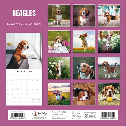 Beagles 2025 Square Wall Calendar