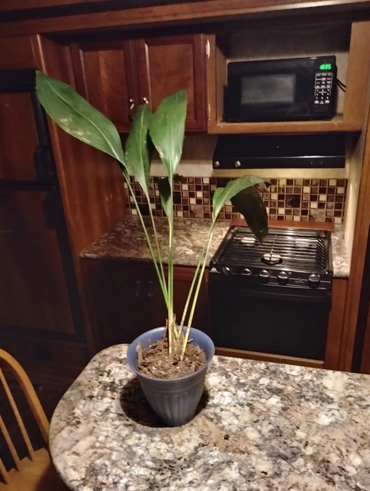 aspidistra cast iron plant
Opens in a new window or tab