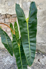 Philodendron Billietiae Green Plant - 2-5" Tall - Tropical Aroid