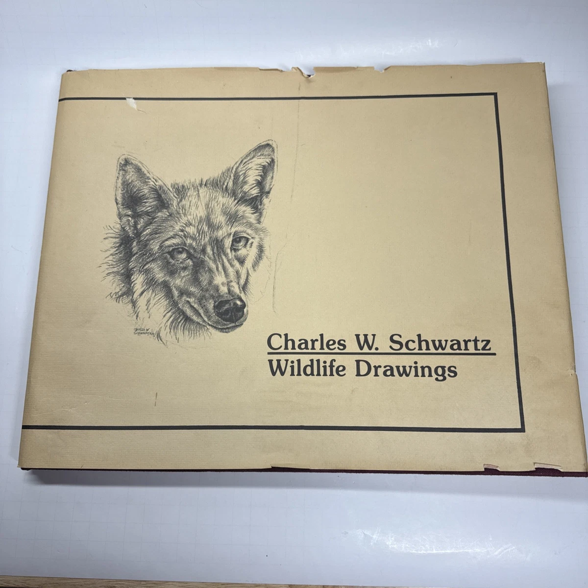 Art & Photography Wildlife Original Antiquarian & Collectible