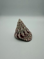 Riesen-Kreiselschnecke 158g 8,5x9cm echte Muschel Rochia nilotica