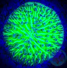 SAF~Green Fungia Small Dome Plate Coral “WYSIWYG” SPS, LPS, Live Colony