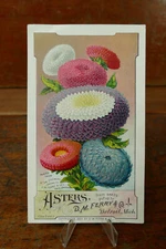 Asters D.M. Ferry & Co. Antique Victorian Trade Card 1800s 6"x4"