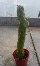 CACTUS SUCCULENTES CAUDEX : OPUNTIA SUBULATA