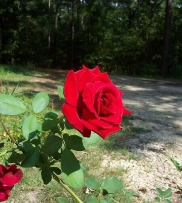 CLIMBING DON JUAN 5Gal Red Live Rose Bush Plants Fragrant Blooms Plant ...