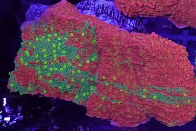 [WYSIWYG] WWC Sunfire Grafted Monti Cap Frag #2 Easy Montipora SPS Live Coral