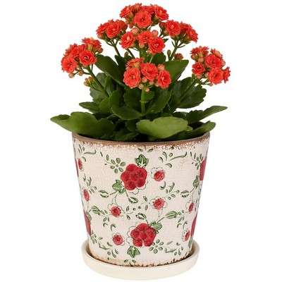 Indoor Ceramic Flower Pots, 5.5 Inch Drainage Planters for Succulents & Herbs