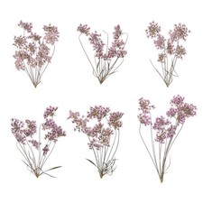 6Set Lace Natural Real Pressed Dried Flower for Art Craft DIY Light Purple