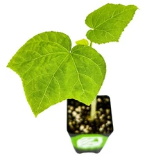 Auntie Lilli's™ South Sea Salad Bele Tree - Abelmoschus manihot - Live Plant