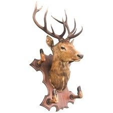 Taxidermie Trophée chasse