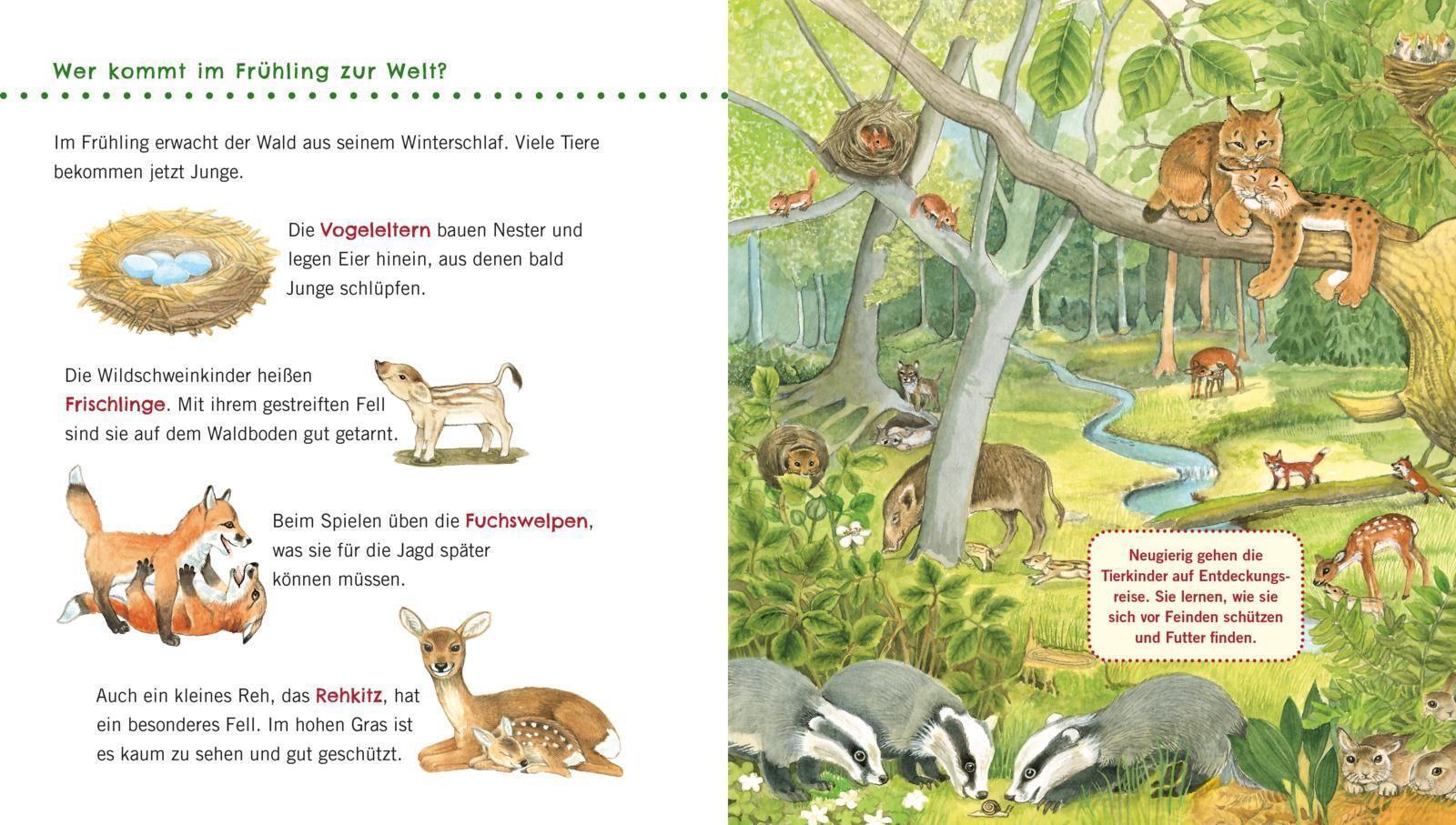 Thumbnail - Unkaputtbar: Erstes Wissen: Wald | Petra Klose | Deutsch | Taschenbuch