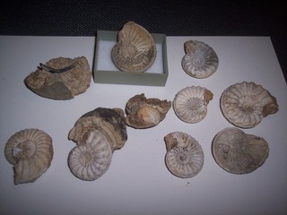 Pleuroeraten Amaltheen Lot Clay Pit Kalchreuth Early 90s