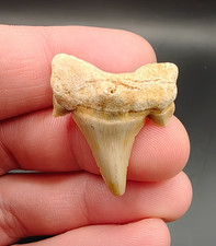 Otodus Obliquus Fossil Shark Tooth - Fossil - Eocene Shark Tooth - Morocco