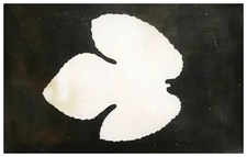 Photogram silver print 13.5x21 circa 1940 silver print