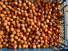 Haselnüsse 10 Kg aus Deutschland Schmecken echt lecker, Bio, Ernte 2025