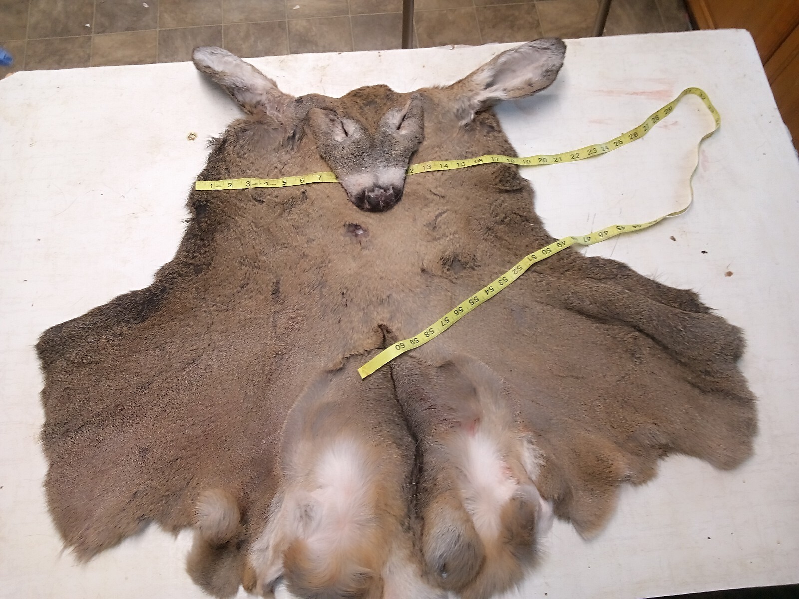 Whitetail Deer Cape, taxidermy, Wisconsin, hide, elk eBay