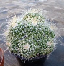 Mammillaria compressa Long White Spines Super Clumps 40