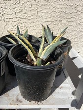 Variegated Agave Marginata Live Plant Succulent Agave angustifolia Rare Pup