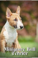 Miniature Bull Terrier: Dog breed overview and guide by Nina Pustova Paperback B