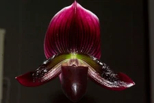 Paphiopedilum QF Alaka'I  #2 (QF Voodoo x fairrieanum), in bud