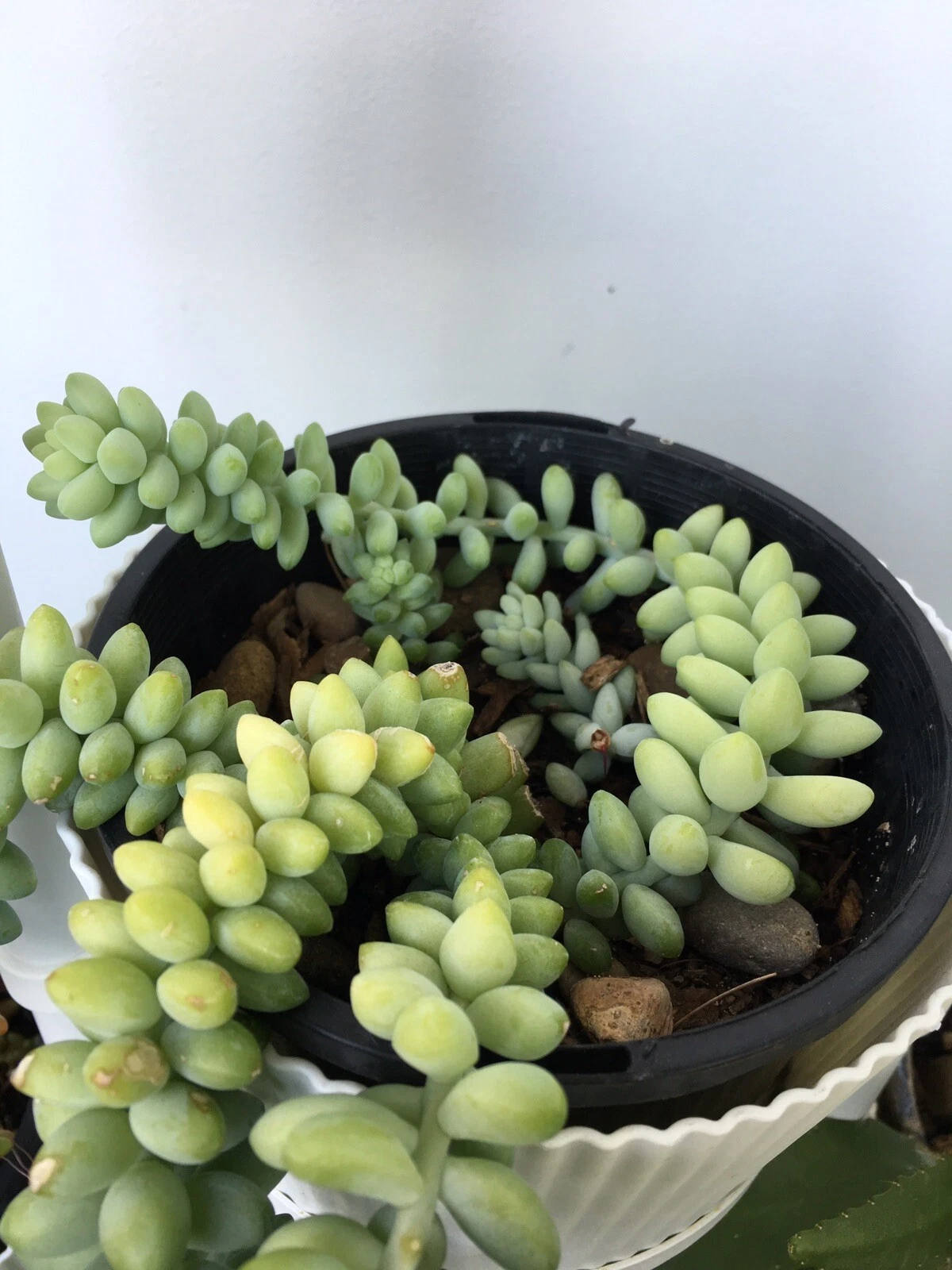 Picture 2 of 3