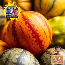 Kajari Melon Seeds | Dheli Melon |   | Fruit | Indian Honeydew | Muskmelon