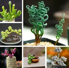 Mixed Rare Succulent Plant Seeds, 100pcs/pack