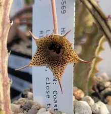 Huernia archeri (with locality) (fragile) (cactus - succulent - plant)