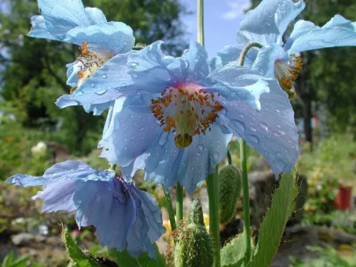 1500 SEMI Papavero Blu Dell'Himalaya" "0,5 grammo circa 1500+SPEDIZIONE GRATUITA