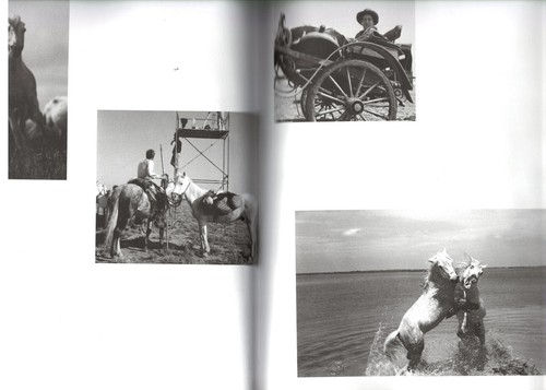 CRIN-BLANC et la CAMARGUE de Denys COLOMB de DAUMANT Sylvie BRUNEL Actes Sud EO - Imagen 17 de 24