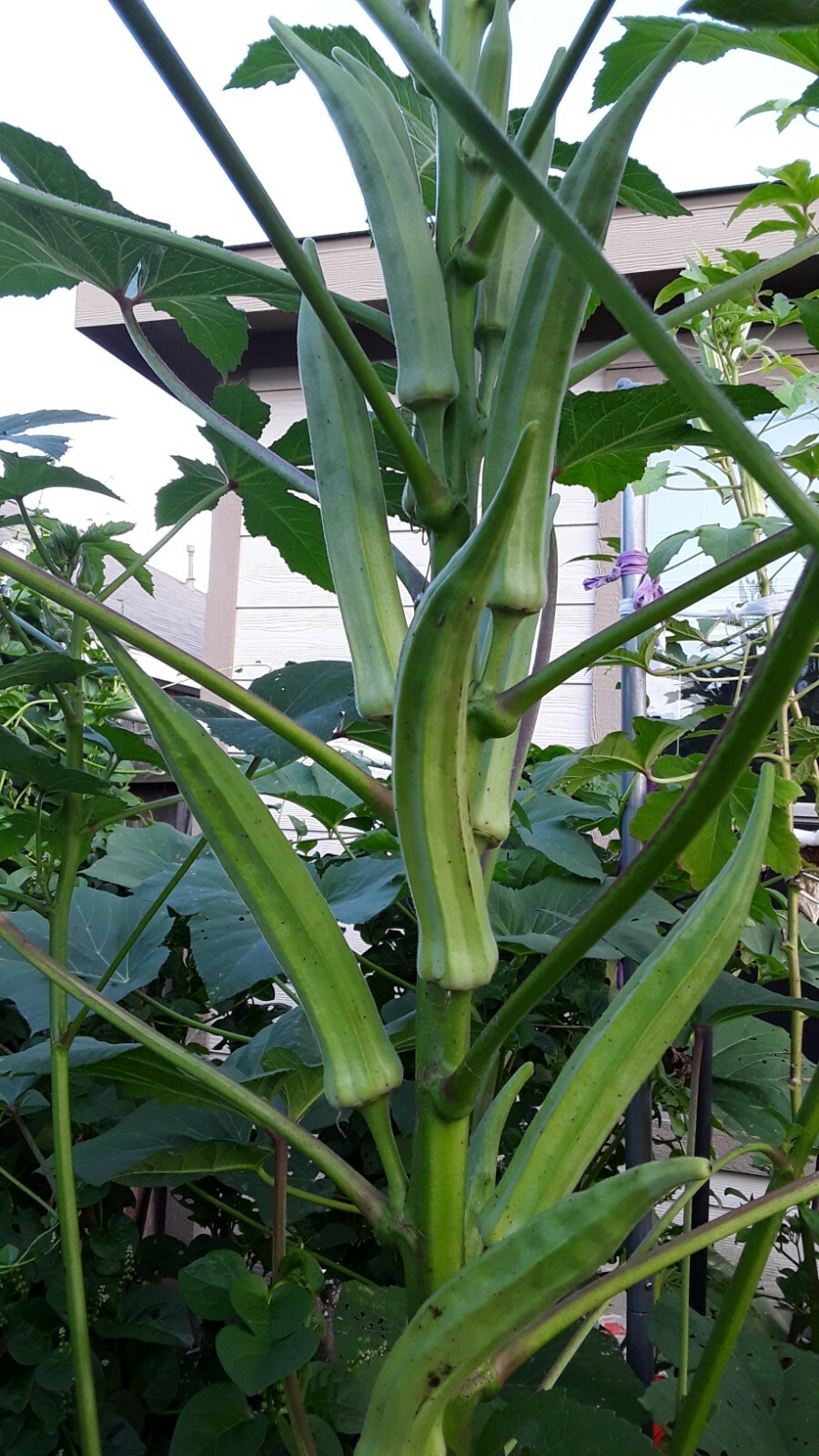 80+ Texas Longhorn Okra Seeds Green Cowhorn Type Okra Super Prolific eBay