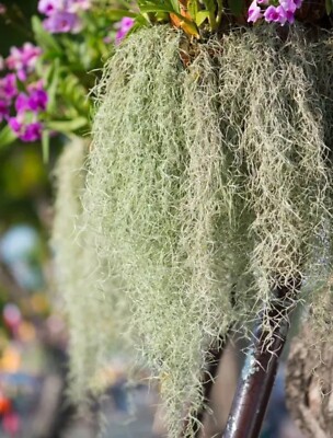 Fresh Live Spanish Moss from Florida - 1 Gallon size - Air Plant | eBay