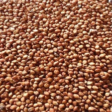 SeedRanch Egyptian Wheat Seed "Excellent for Quail" - 25 Lbs.