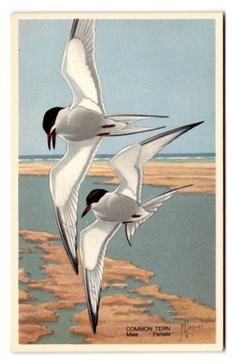 1939 Vintage Common Tern Bird Wildlife Postcard by National Wildlife