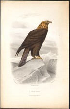 1853 Gravure aquarellée Rapaces Aigle royal oiseaux Ornithologie