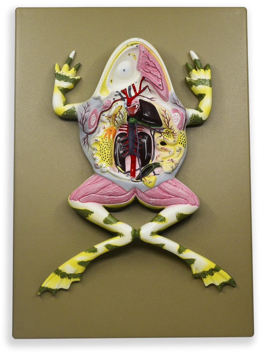 ロシアDAKO-plast　Amodel　英Frog 等　超レアモデル ロシアDAKO-plast ウクライナAmodel 英Frog 等 超レアモデル - メルカリ