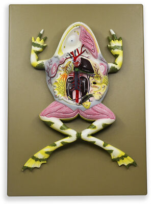 ロシアDAKO-plast　Amodel　英Frog 等　超レアモデル Model Frog Dissection, 17 Inch - Mounted - With English Key Card