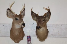 Pair Whitetail Deer Heads Shoulder Mounts Taxidermy Shed Antler Hunt Mule Cape