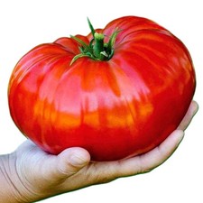 Beefsteak Heirloom Tomato Seeds. 50 Seeds Same Day Free Shipping in most cases
