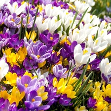 12 - GIANT CROCUS  MIXTURE Flower Bulbs - A Wonderful Addition to Your Gardens