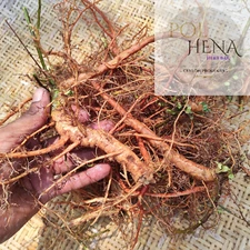 Mimosa Pudica Dried Root 500 g Sensitive Plant Herb Organic Natural Shameplant