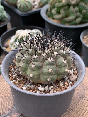 7.2cm Plant Cactus Copiapoa echinoides Copiapoa cinerea (Phil.) Britton &  Rose