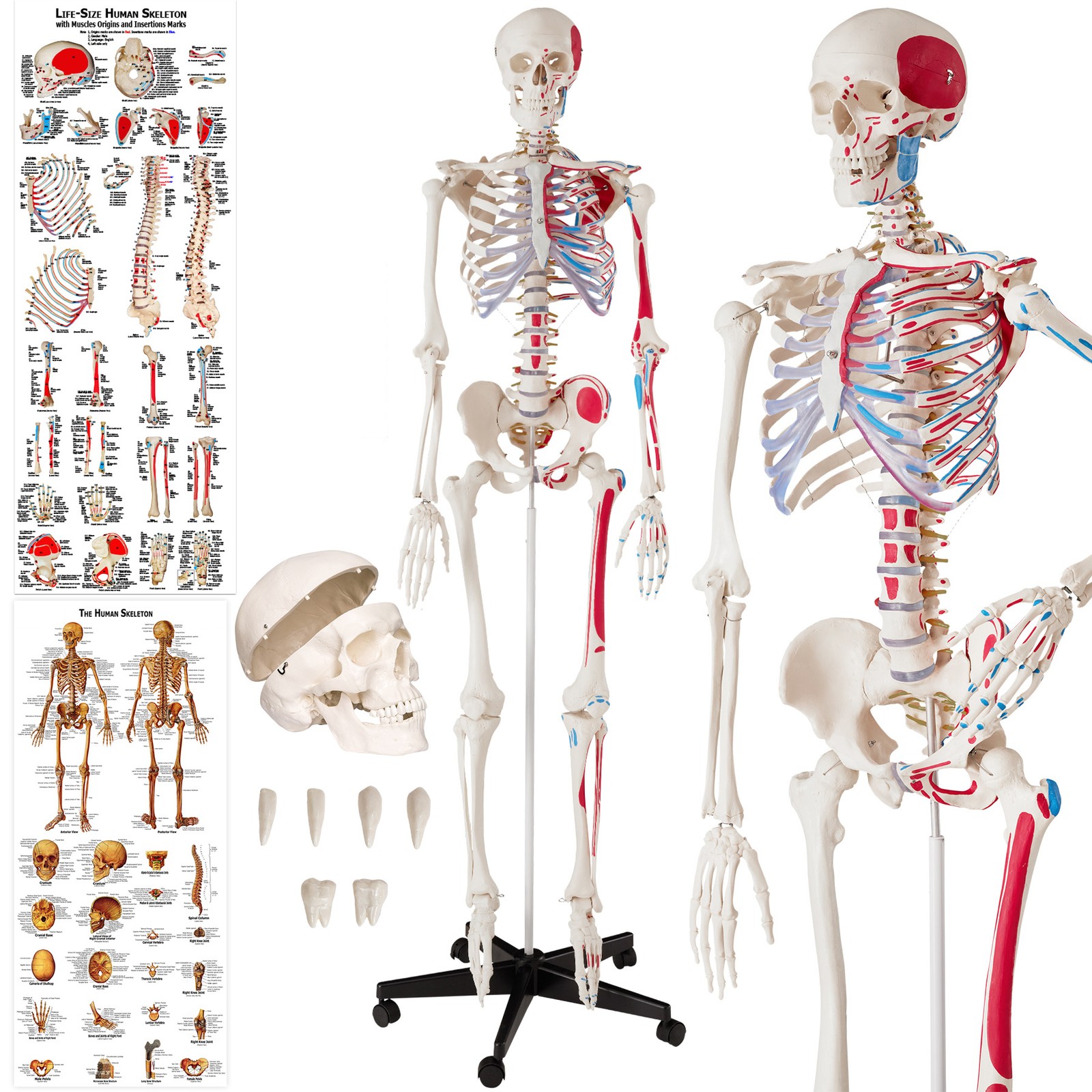 Menschliches Stativ Skelett Modell Anatomie Lehrmodell Poster + Abdeckung 180cm