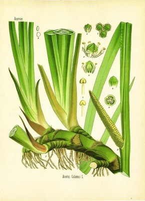 Acorus Calamus,Schöne Grafik nach der Vorlage von 1887 