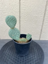 Opuntia Basilaris Beavertail Cactus Fully Rooted WYSIWYG