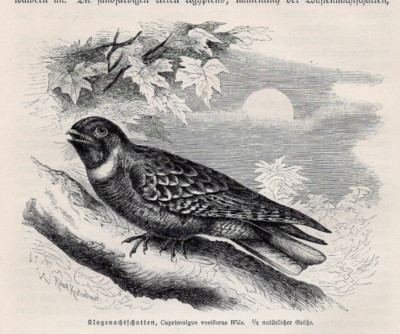 EUROPEAN NIGHTJAR - Woodland Bird on Branch at Dusk 1883 Antique Wood Engraving